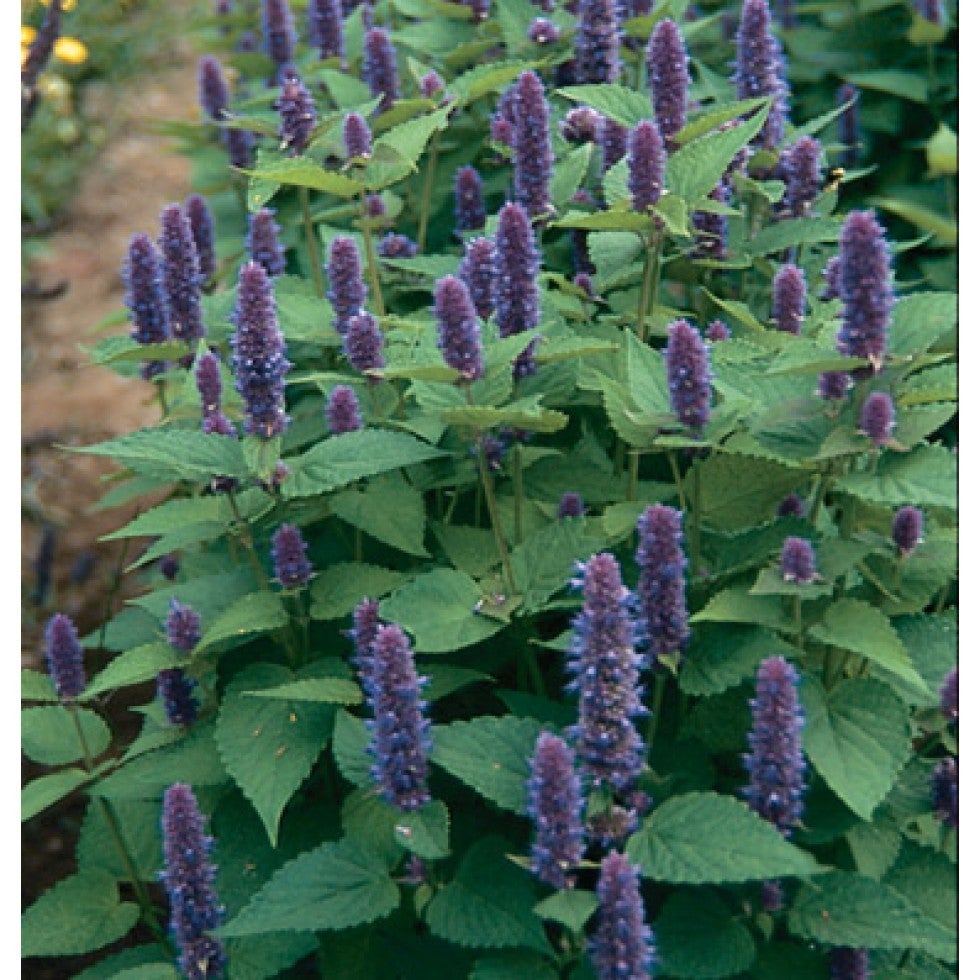 Agastache