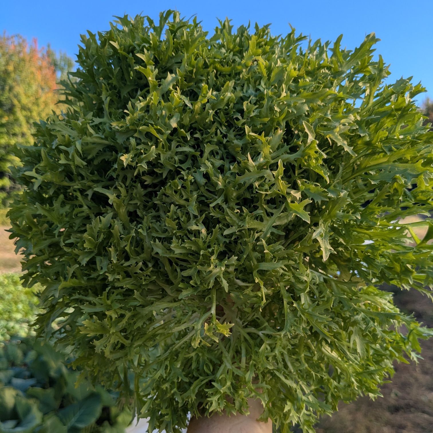 Chicorée frisée