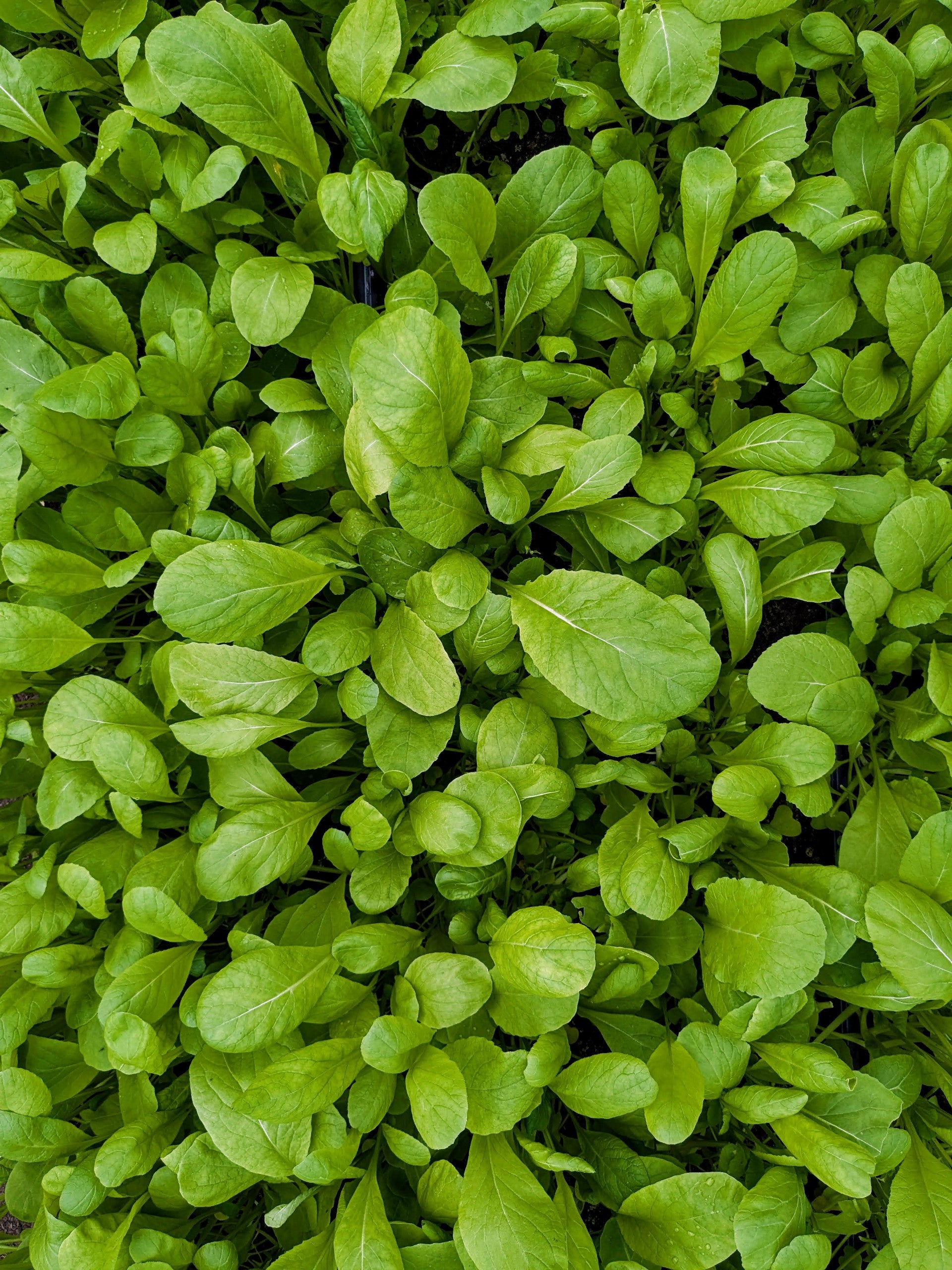 Roquette