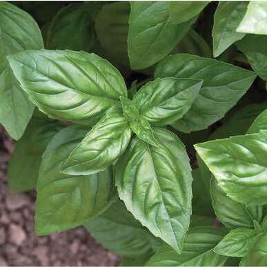 Basilic