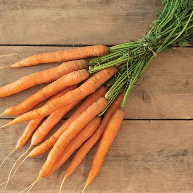 Carottes