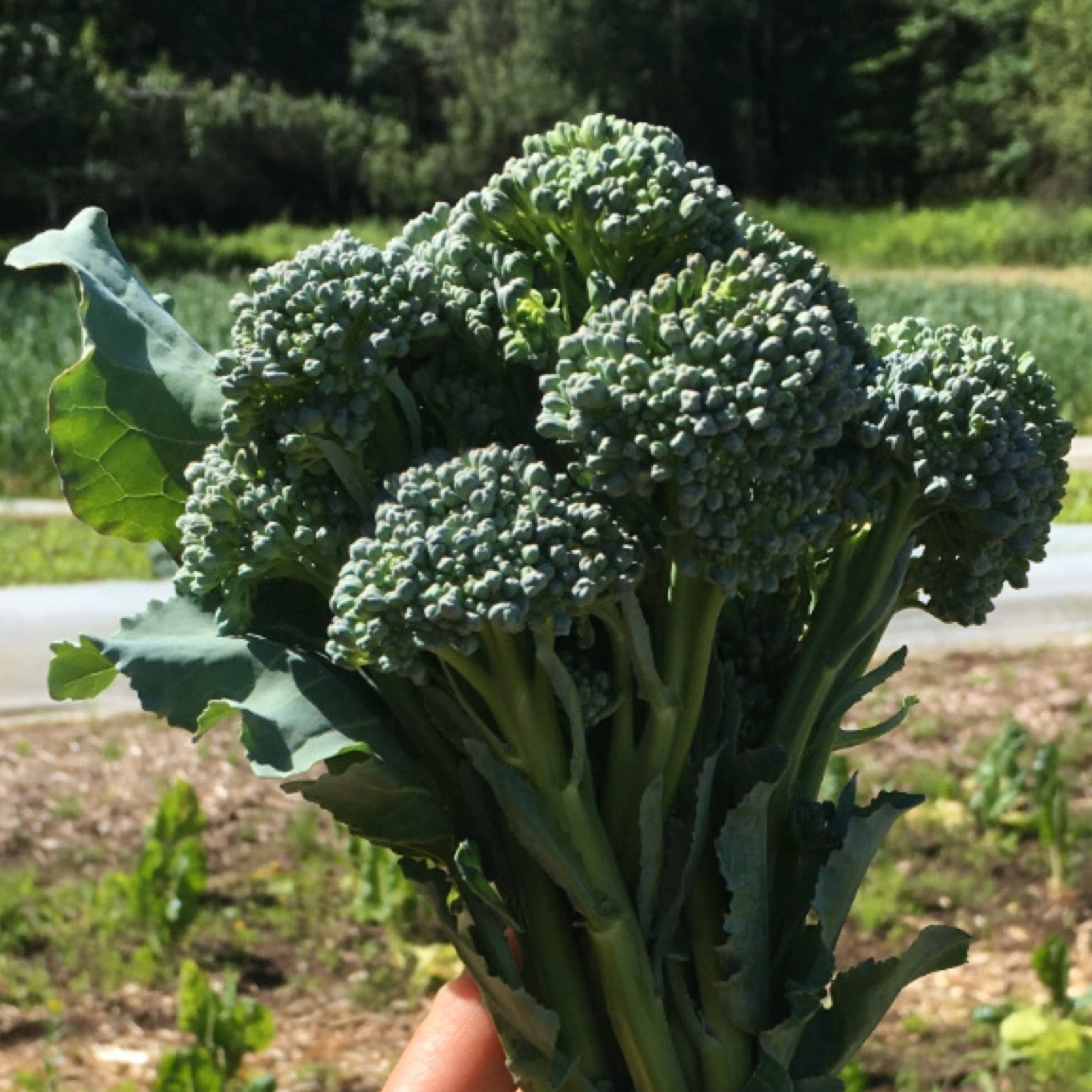 Broccolini