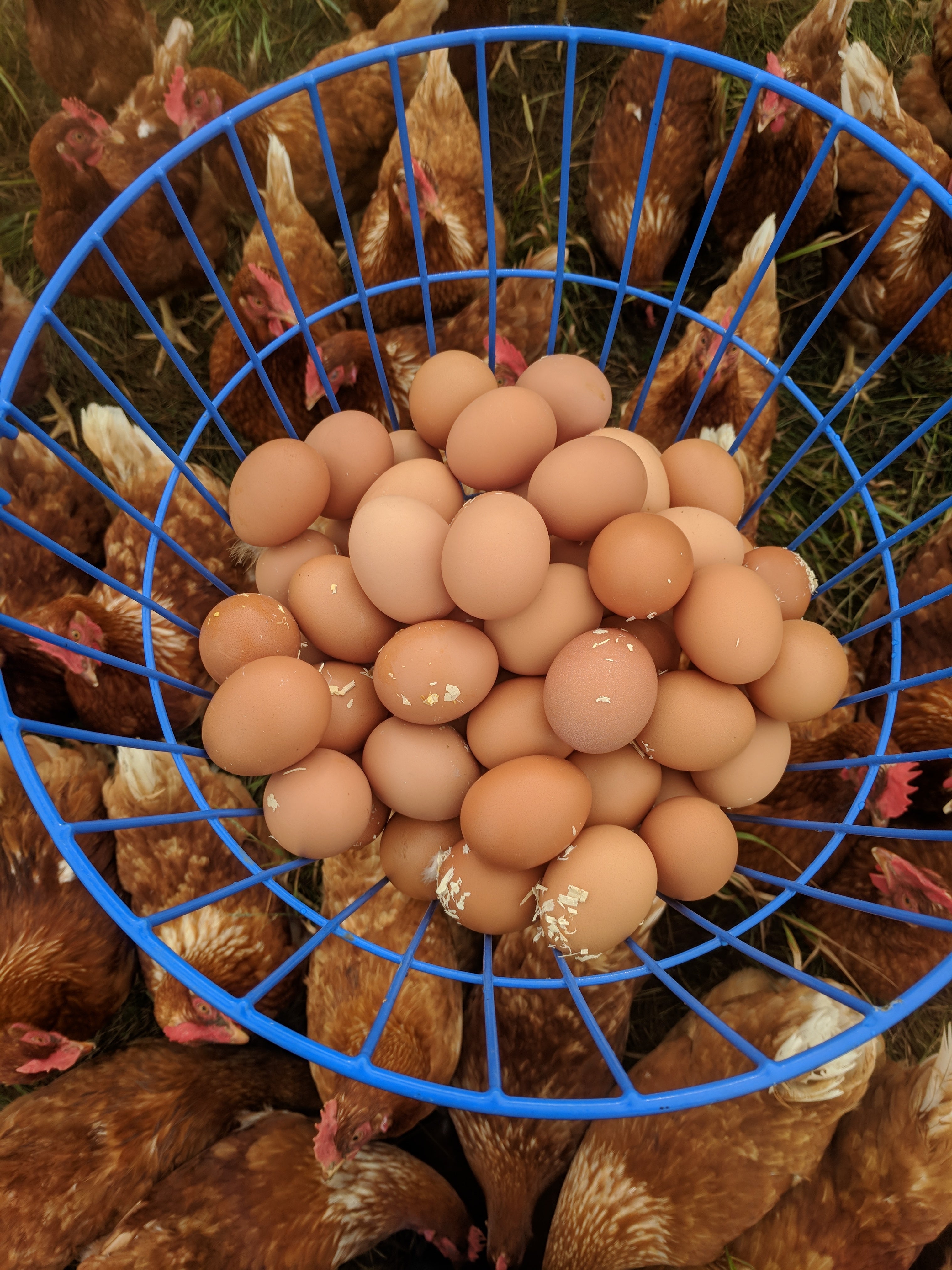 Douzaine d'oeufs fermiers