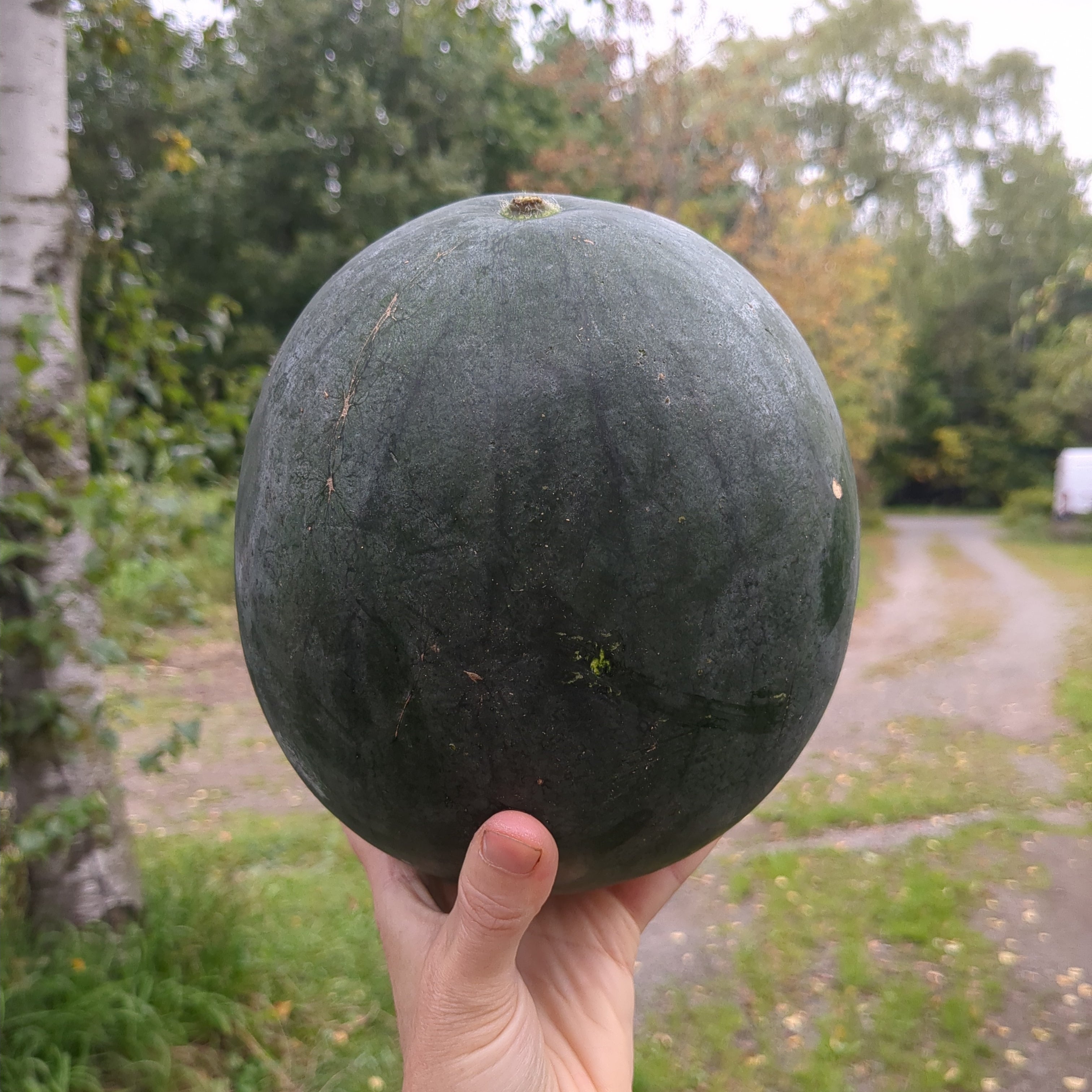 Melon d'eau