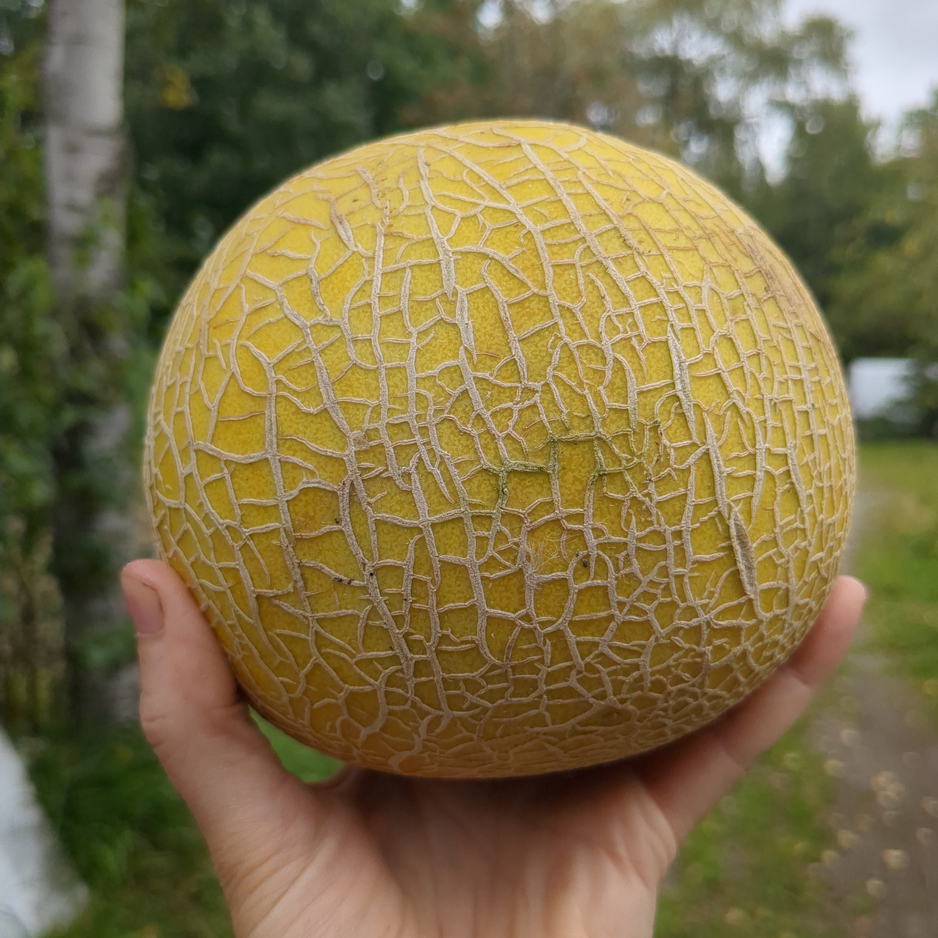 Melon miel