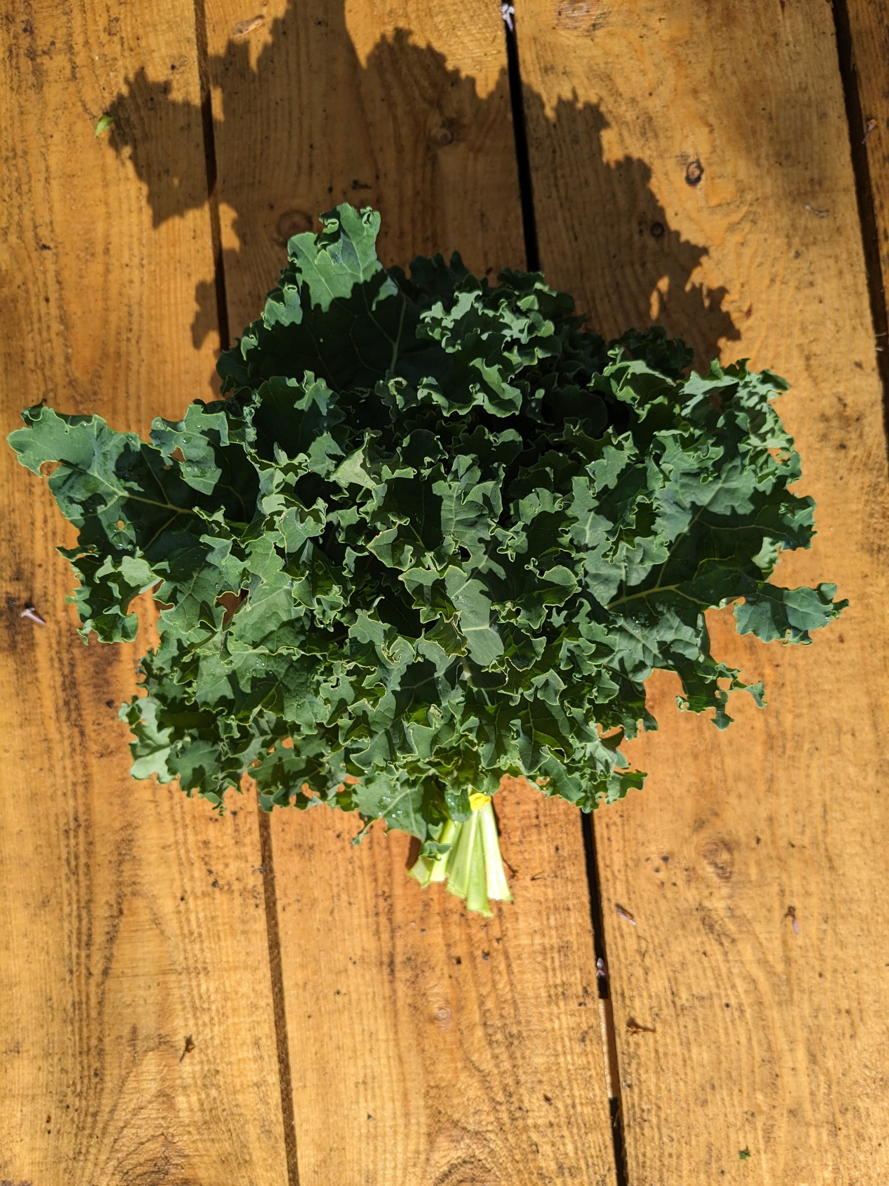 Kale frisé vert
