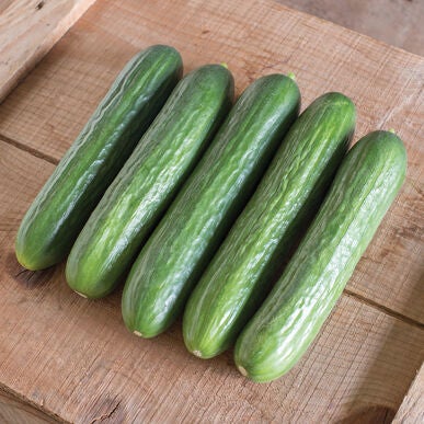 Concombre libanais