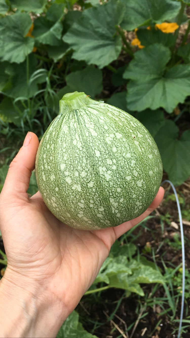 Ronde de Nice (zucchini)