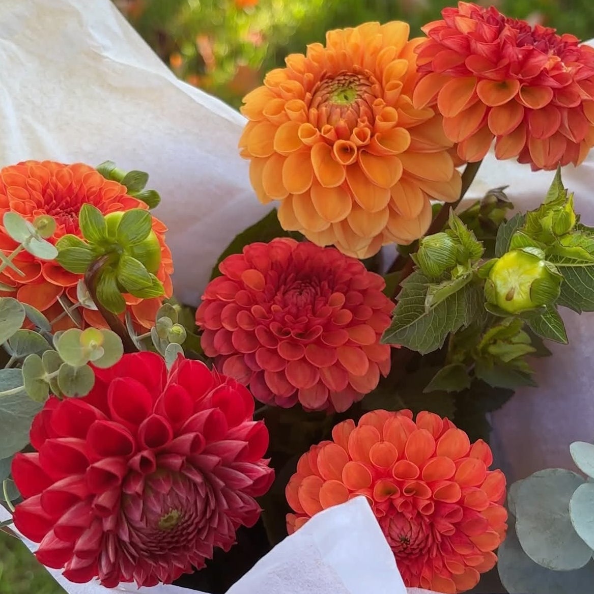 Bouquet de fleurs - Dahlias