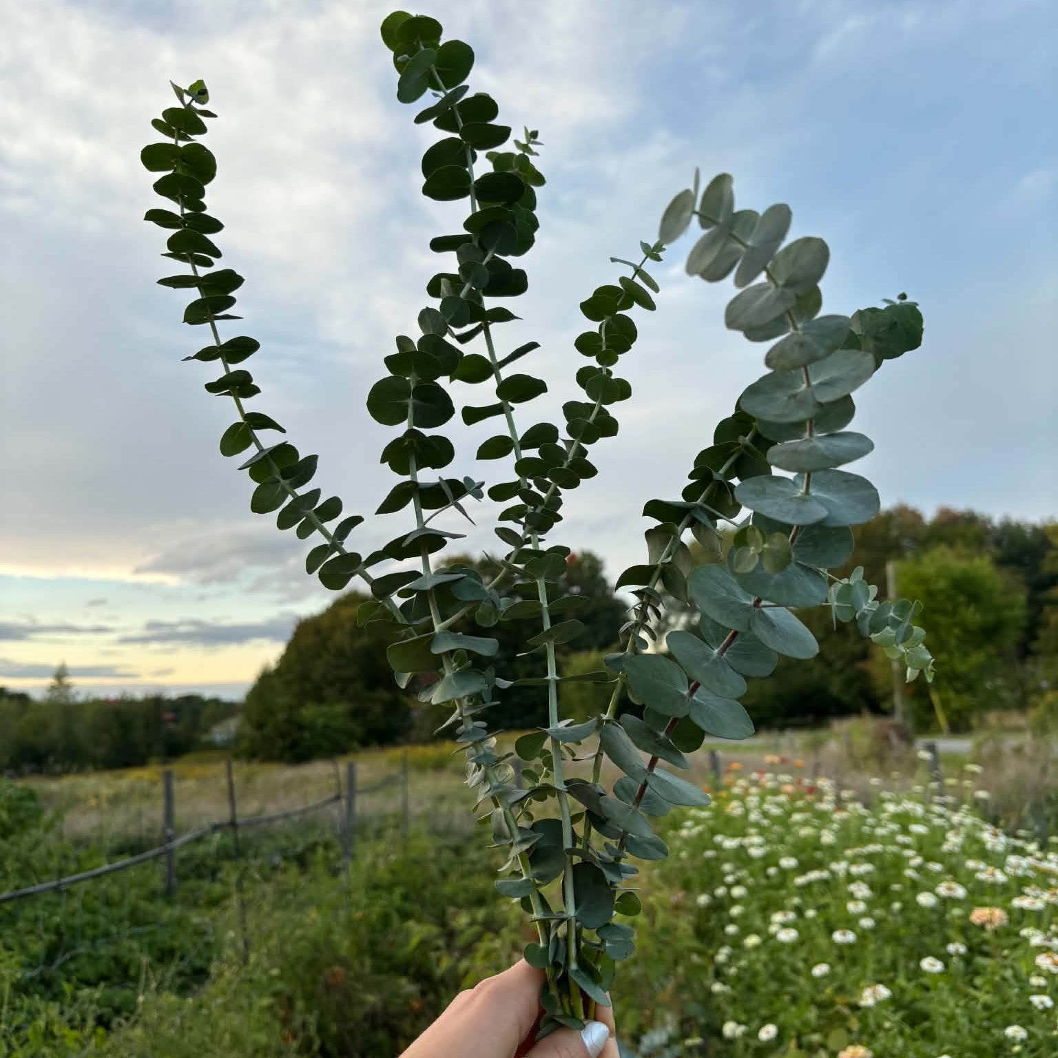 Bouquet de fleur - Eucalyptus
