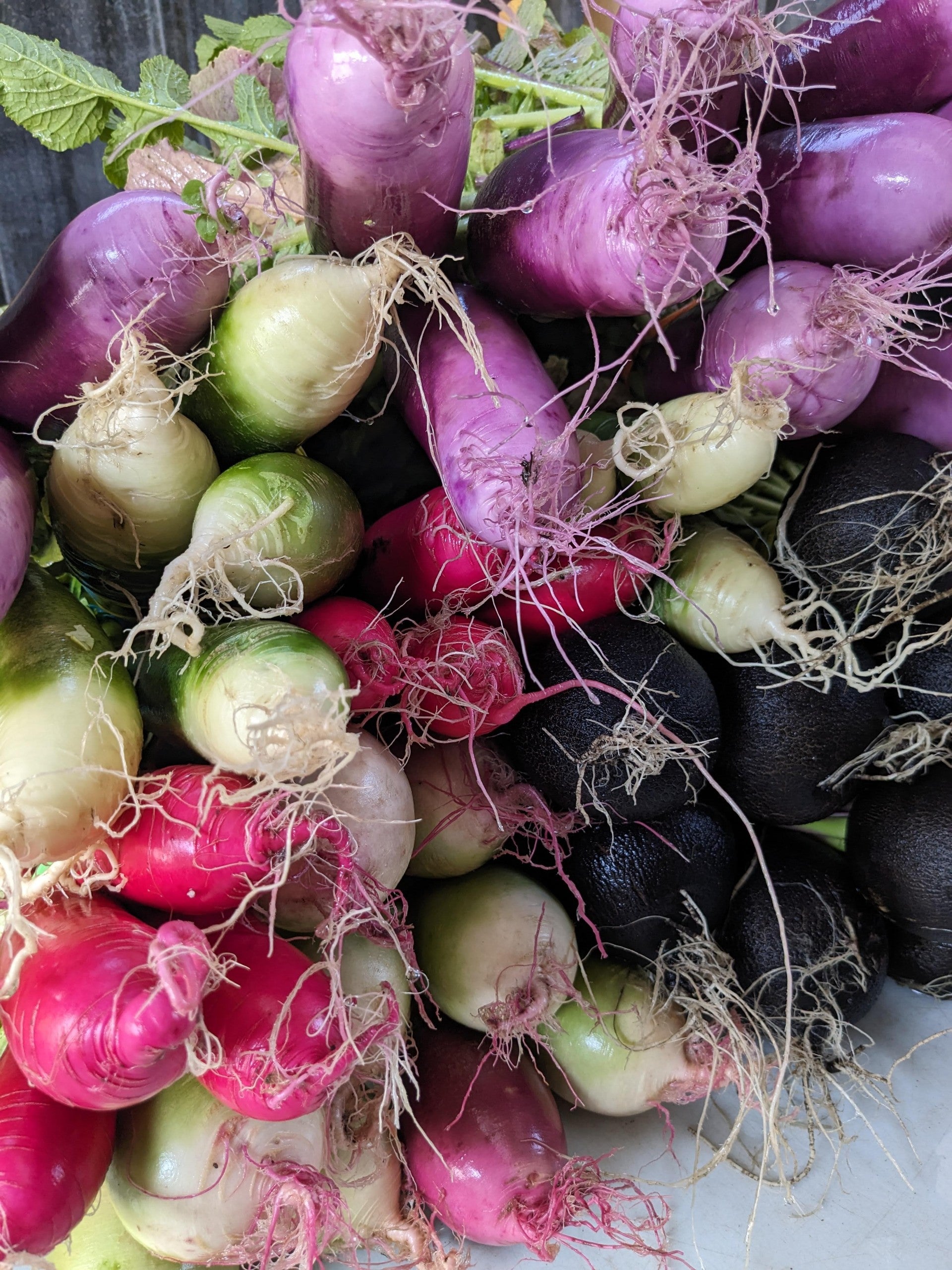Radis Daikon