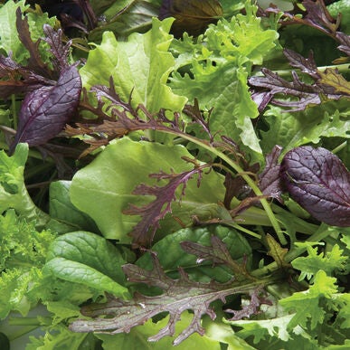 Mesclun de saison