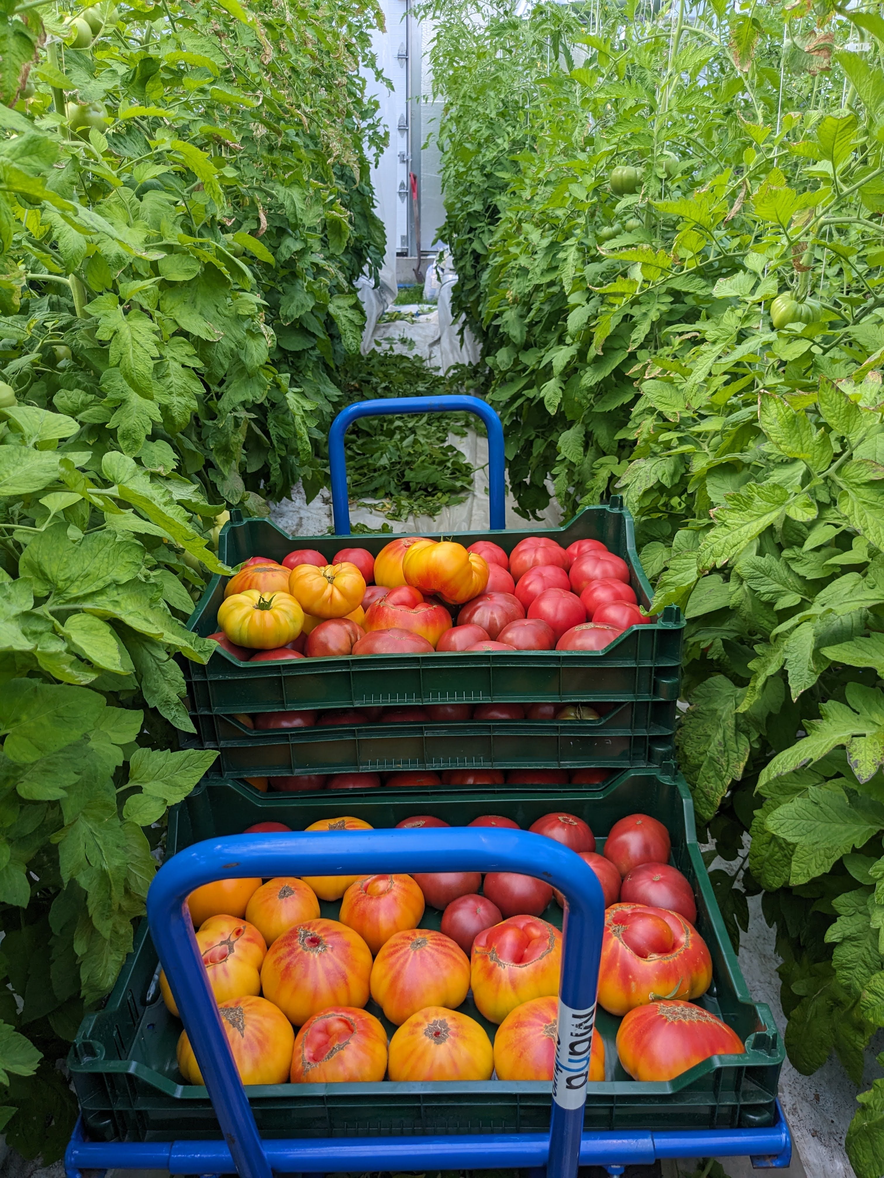 Tomate - plateau 15lbs