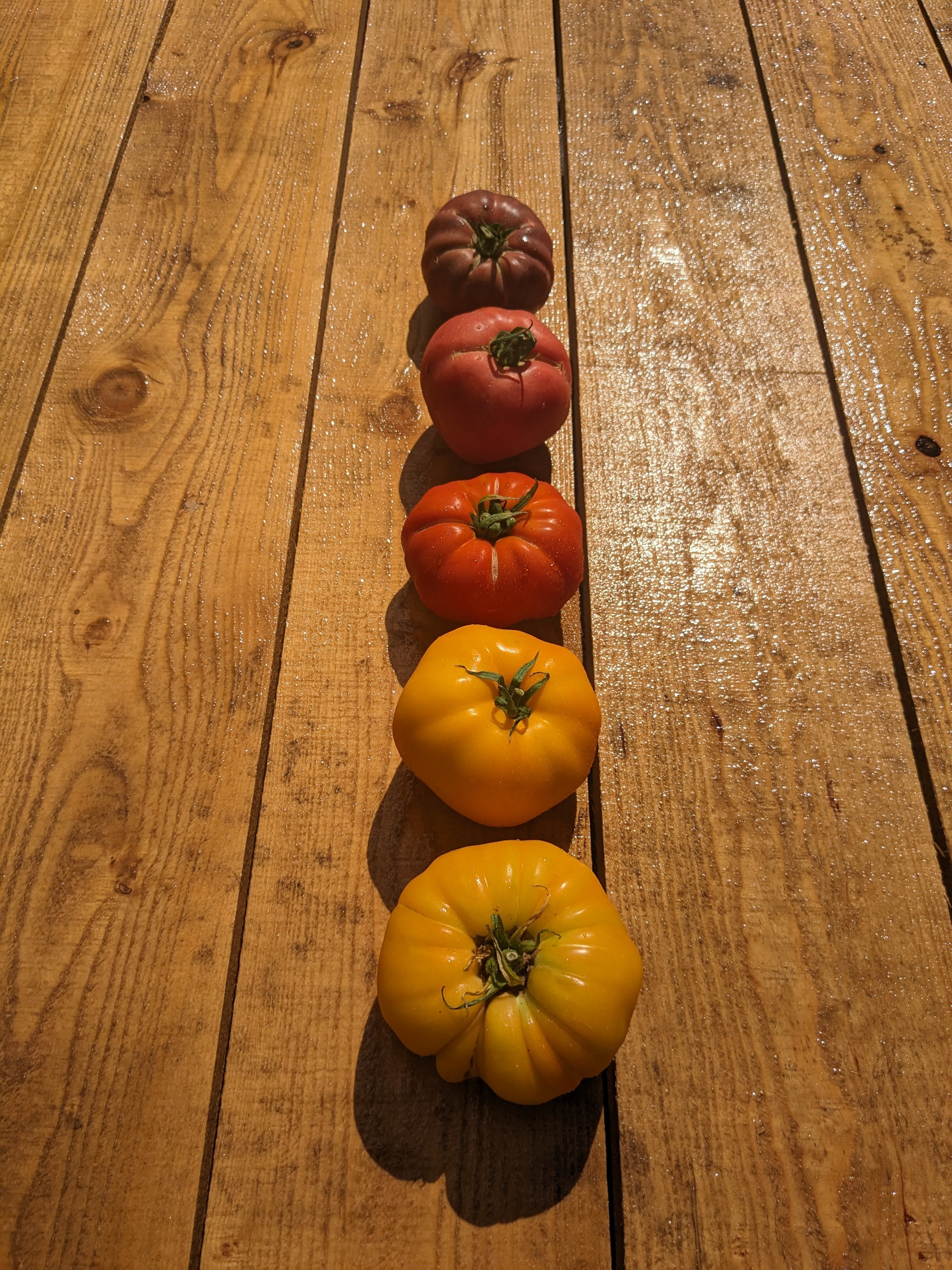 Tomate