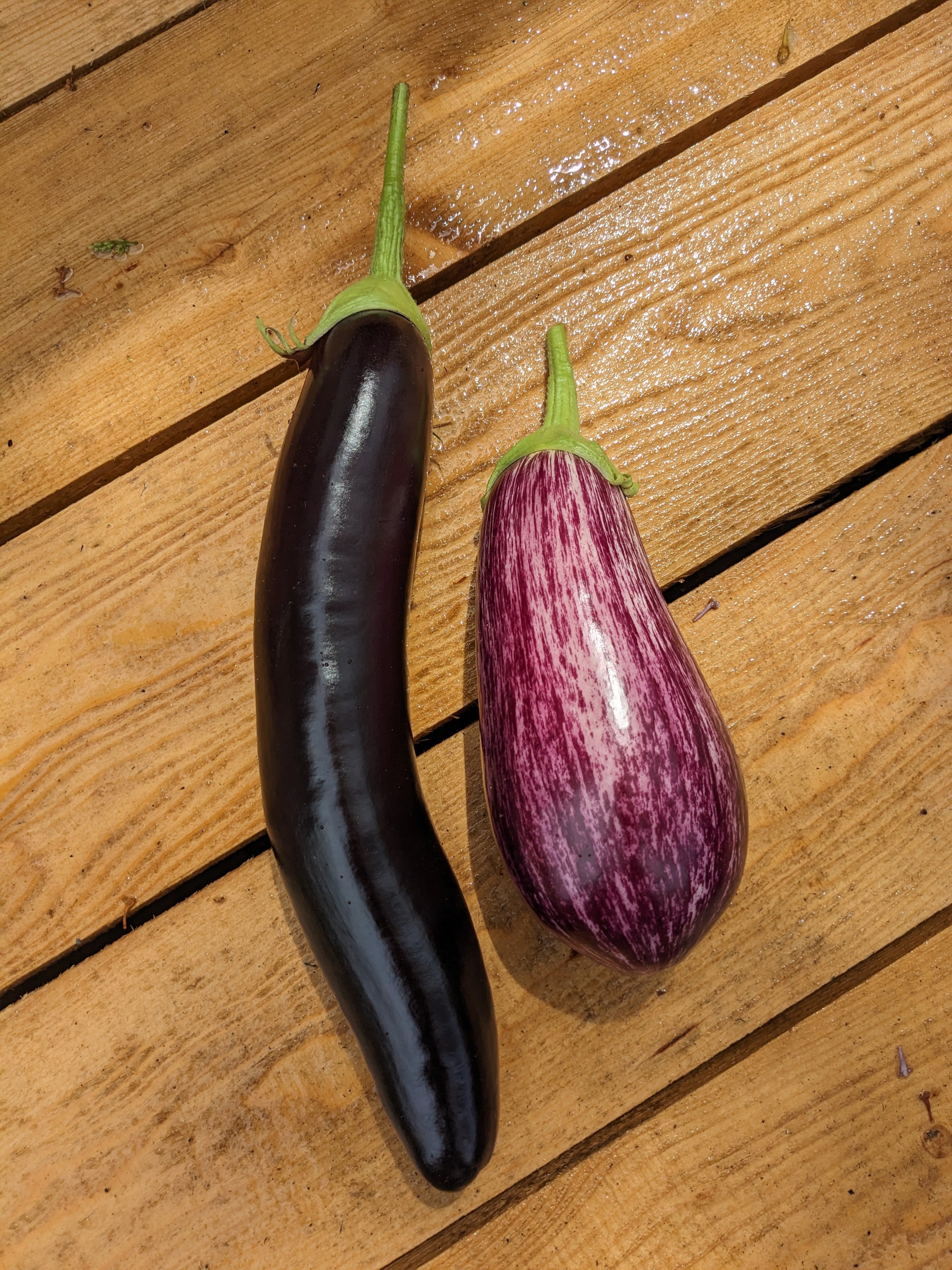 Aubergine
