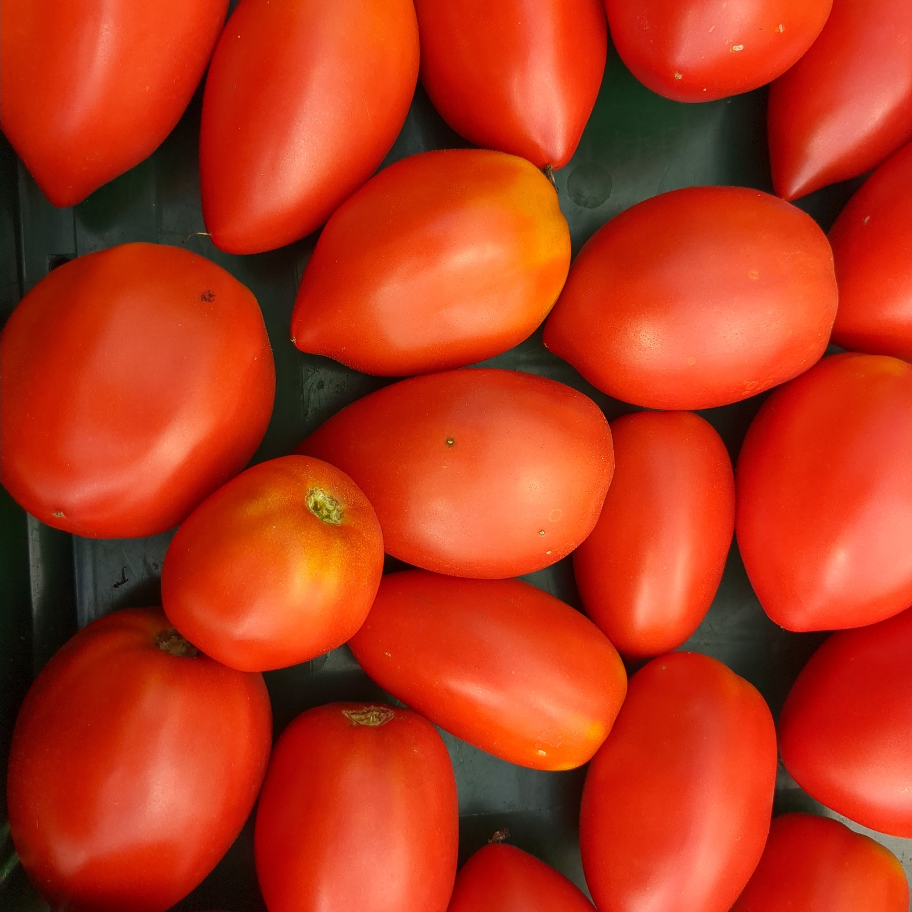 Tomate Italienne